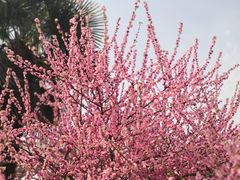 -洛阳市隋唐城遗址植物园