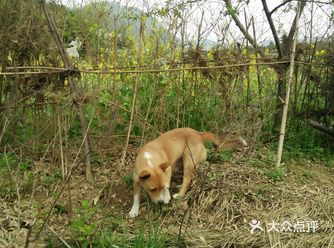 小白和妈咪，两个月大的小奶狗，圆滚滚地身子