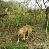 小白和妈咪，两个月大的小奶狗，圆滚滚地身子