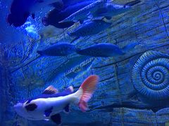 -芜湖新华联大白鲸海洋公园