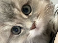-欣宠猫屋·矮脚拿破仑·蓝金金渐层