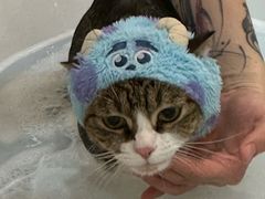 -momokira米努特·德文卷毛猫·棉花面纱犬