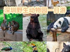 -深圳野生动物园