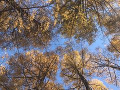 -塞罕坝国家级自然保护区