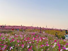 -上海滨江森林公园