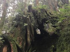 -阿里山神木遗迹