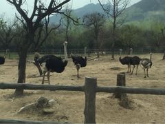秦岭野生动物园-西安秦岭野生动物园