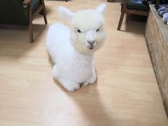 -猫色咖啡·猫咖