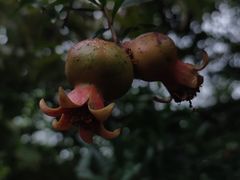 -陕西省西安植物园