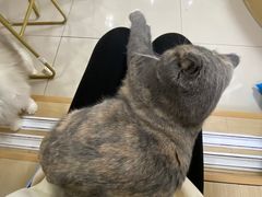 -鼓捣猫呢主题猫咖店