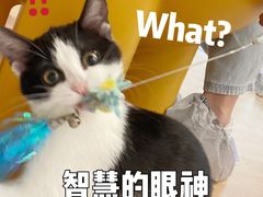 -有喵·猫咖·狗咖·30几只猫10只小狗(岗厦店)