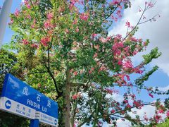 -东莞市大岭山森林公园
