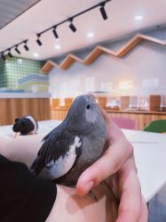 -Moni星球萌宠·小马宝莉·灵蛇·高端高阶全萌宠互动体验俱乐部(红豆国际广场店)