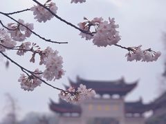 -鸡鸣赐茶(鸡鸣寺路店)