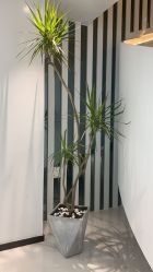 -AiCure 埃可儿·韩国医学皮肤管理