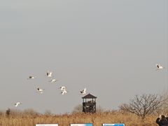 -盐城丹顶鹤湿地生态旅游区