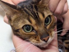 -瑞派康怡24h宠物医院·犬猫医疗中心·微创绝育(瑞景分院)