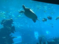 -海棠湾洲际-涛·海底餐厅·美人鱼·自助餐·海底隧道