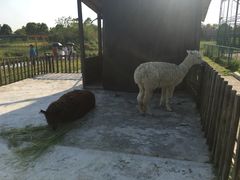 -中国扬子鳄村