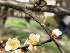 -香雪海