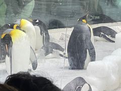 -大连圣亚海洋世界