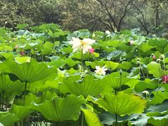 -洛阳市隋唐城遗址植物园