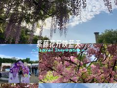 -嘉定紫藤园