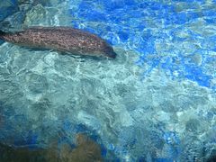 -太平洋海底世界