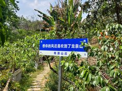 -桃源山庄·水蜜桃采摘·柴火鸡·烧烤团建(龙泉山店)