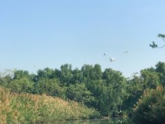 -大湾区中央湿地公园