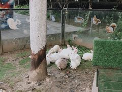 -合肥滨湖国家森林公园