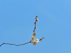-无锡梅园公园