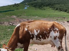 -灵山