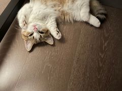 -momokira米努特·德文卷毛猫·棉花面纱犬