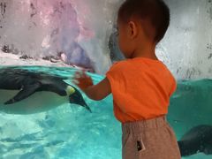 -帝企鹅自助餐厅•儿童岛•真企鹅(长隆企鹅酒店)