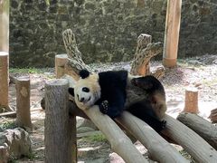 -都江堰中华大熊猫苑