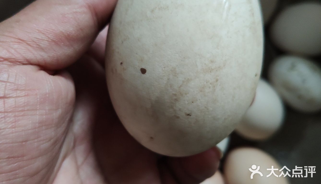 母亲节硬菜之一，香葱炒大鹅蛋  准备好在丈母娘家鹅圈