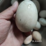 母亲节硬菜之一，香葱炒大鹅蛋  准备好在丈母娘家鹅圈