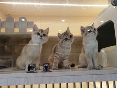 -柚子猫舍·精品猫舍购猫·猫咪认养·购宠·宠物店