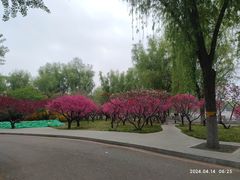 -莲花池公园