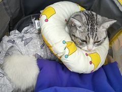 -美联众合宠物医院·爱萌分院·内外科·猫科中心