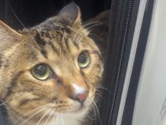 -中农国际动物医院24小时·猫科·骨科·急重症中心