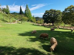 -神户市立六甲山牧场