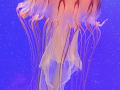 -上海海洋水族馆