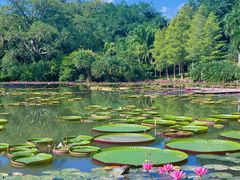 -中国科学院西双版纳热带植物园