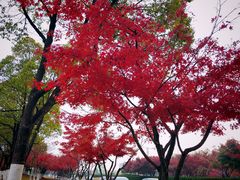 -羊山湖公园