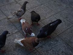 -芽庄珍珠岛游乐园