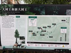 -天目山大树王景区