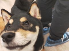 -浣熊柯尔鸭土拨鼠·电玩咖