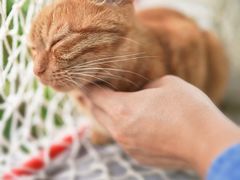 -喵屿·大理花园猫咖